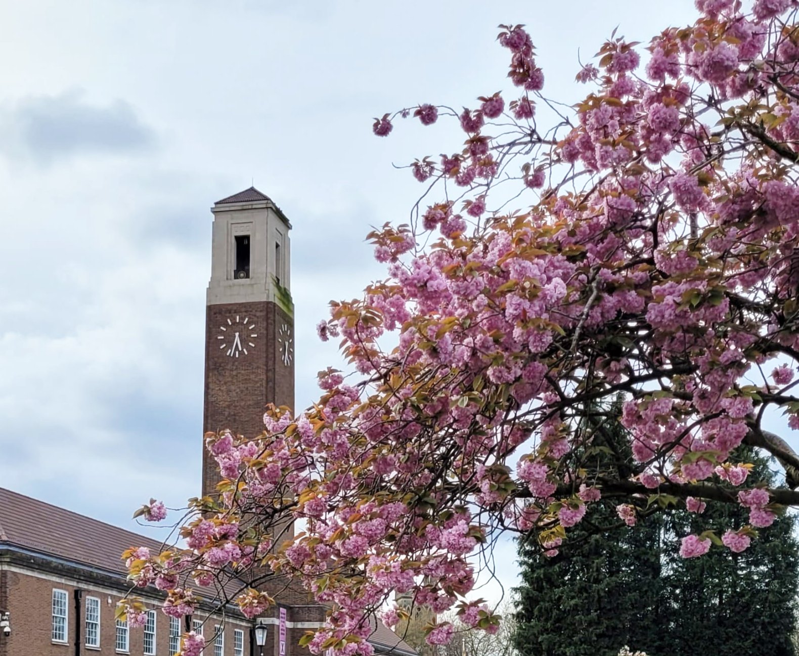 Brick building with clock tower and pink flowering tree. Green lawn.