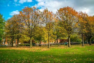 Trees with autumn colors and green grass. Blue sky.