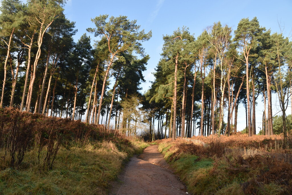 Tall trees lining a path in Delamere Forest, England.