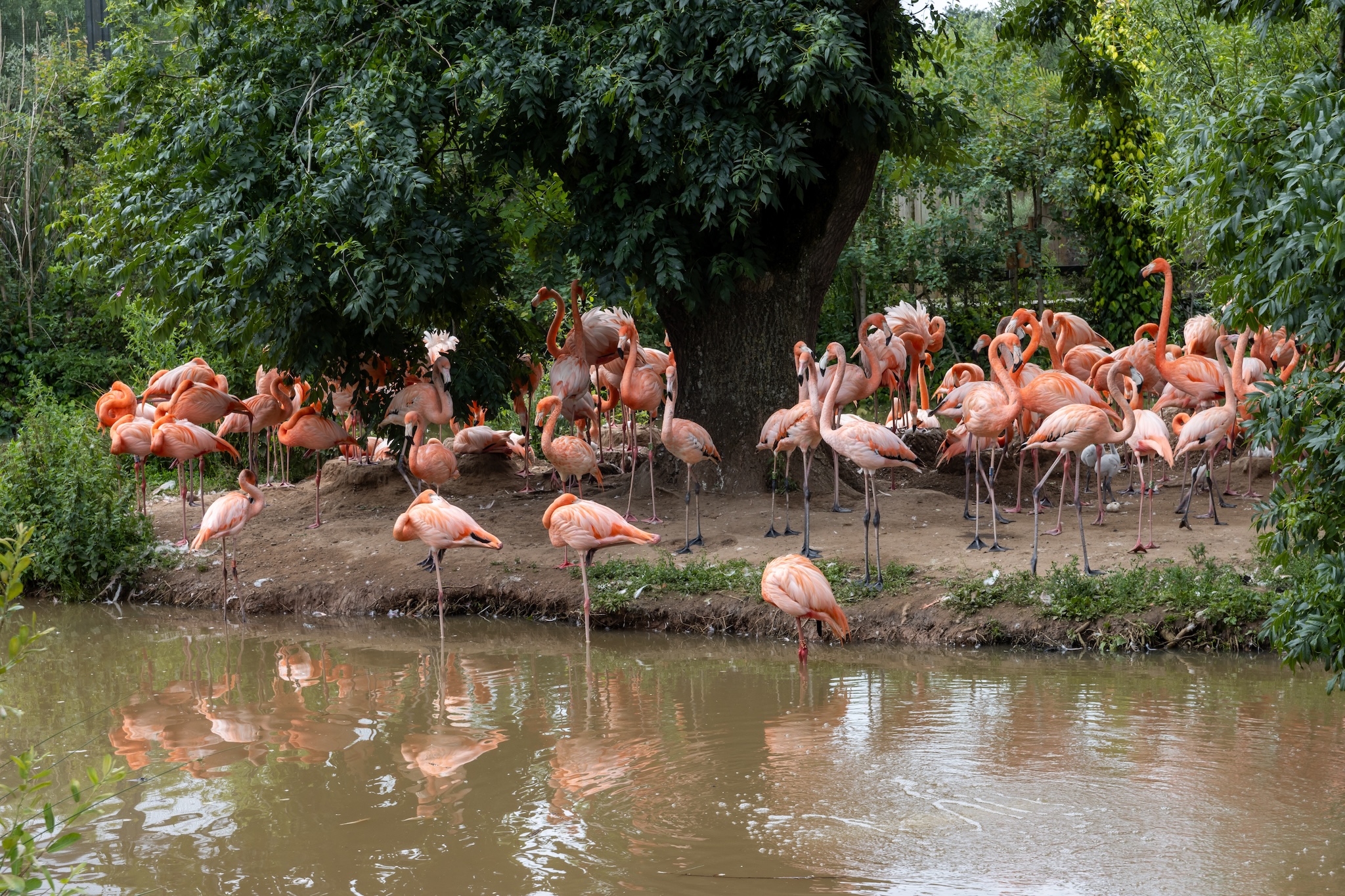 Flock of pink flamingos near a body of water in zoo habitat.