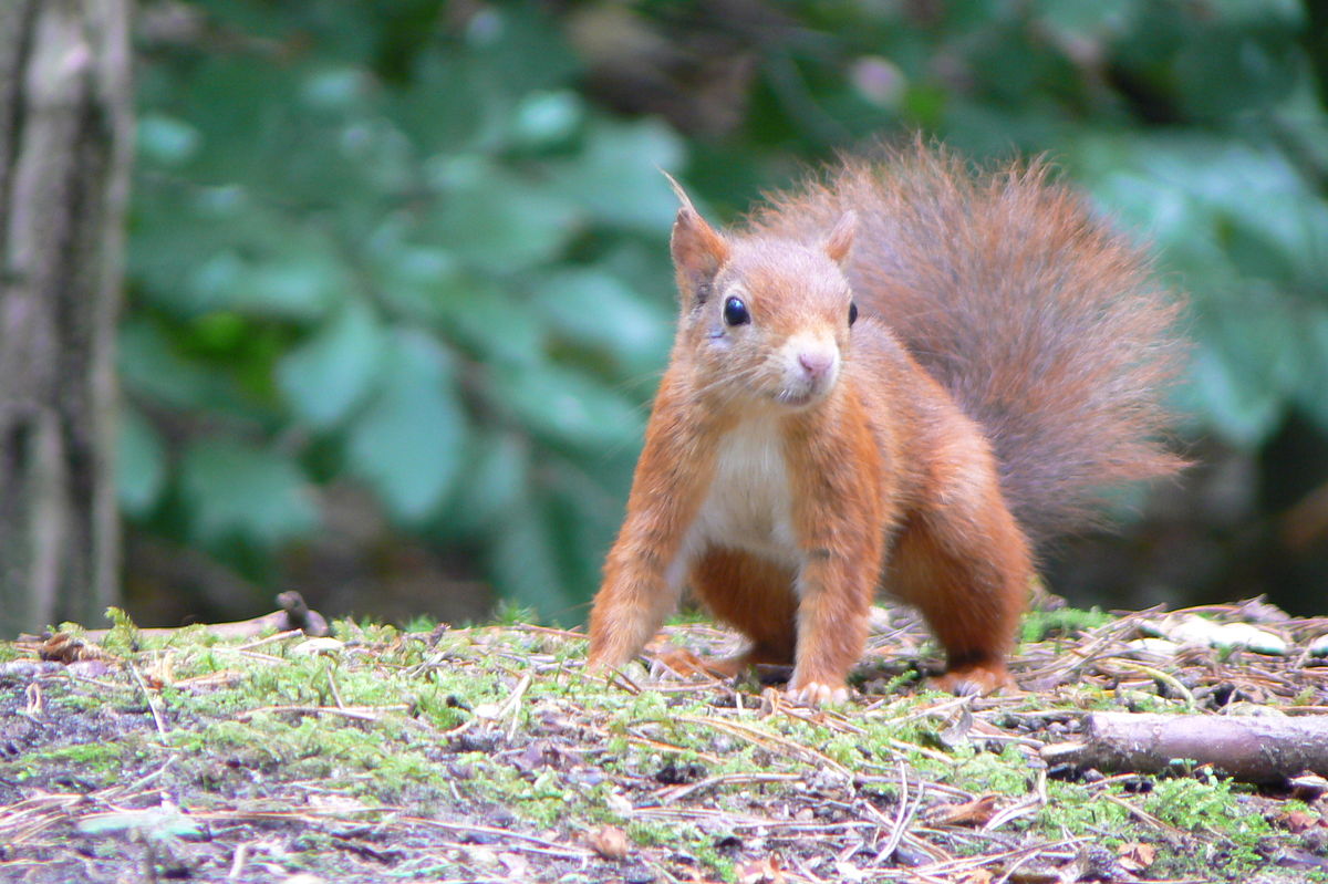 Red squirrel standing on mossy ground, looking forward.